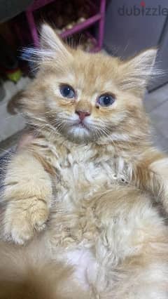 قطة شيرازي بيور مون فيس