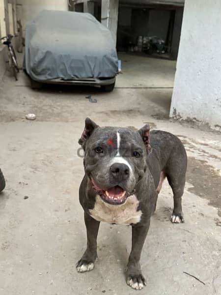 pitbull dog كلب بتبول 2