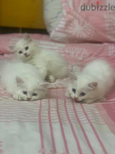 ٣ قطط للبيع شرازي 1