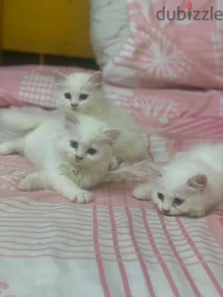 ٣ قطط للبيع شرازي 3