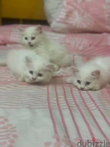 ٣ قطط للبيع شرازي 5
