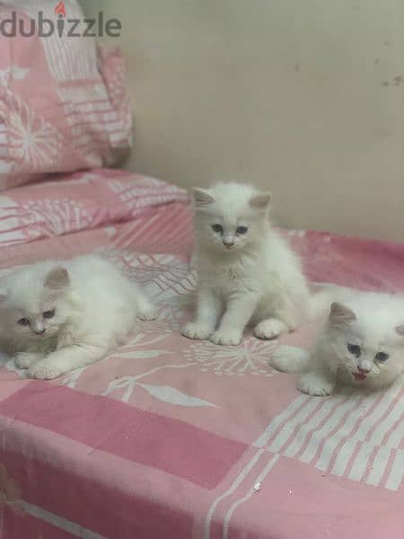 ٣ قطط للبيع شرازي 10
