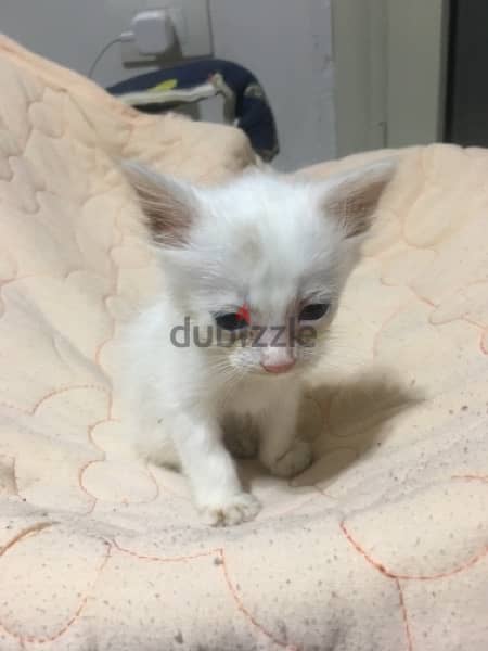 بيع قطط راغدول اصليين من اب وام راغدول عمر ٤٥ يوم 4