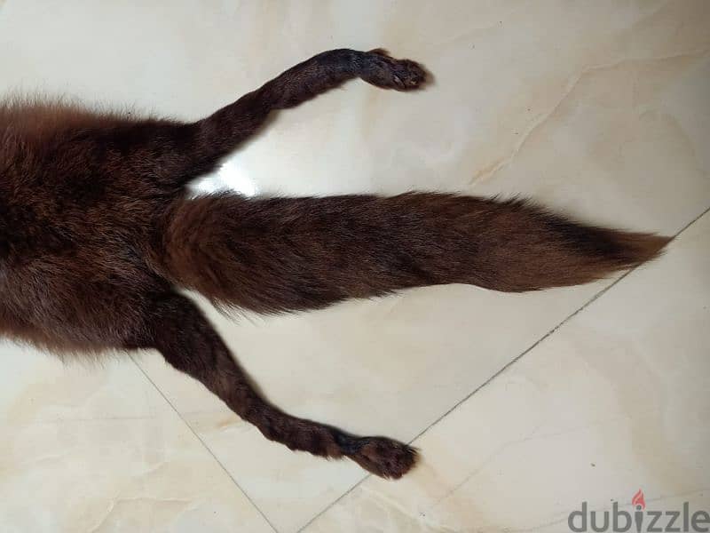 ثعلب فرو طبيعي /Natural fox fur 2