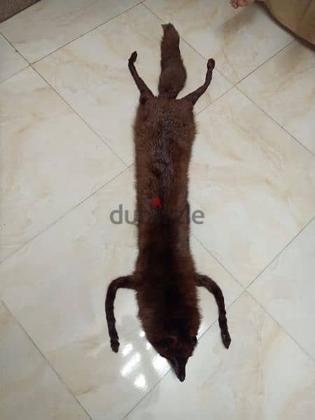 ثعلب فرو طبيعي /Natural fox fur 3