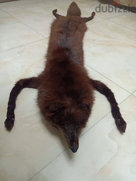 ثعلب فرو طبيعي /Natural fox fur 4