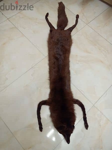 ثعلب فرو طبيعي /Natural fox fur 5