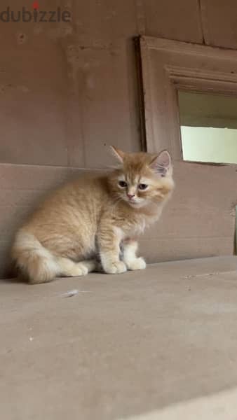 قطط شيرازي بيور العمر ٣شهور ذكور واناث 3