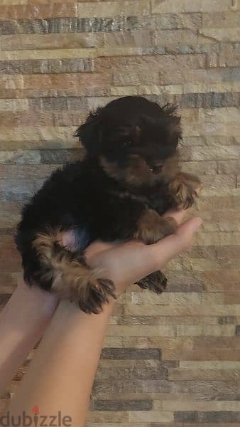 /جرو يوركشاير / yorkshire puppy / yorkie / يورك شاير / (mini/ teacup ) 0