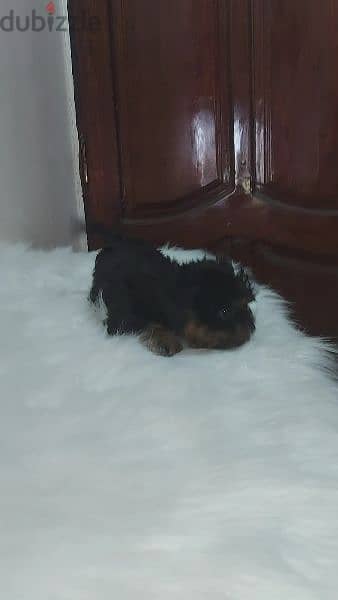 /جرو يوركشاير / yorkshire puppy / yorkie / يورك شاير / (mini/ teacup ) 4