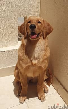 Pure Female Golden Retriever Puppy
