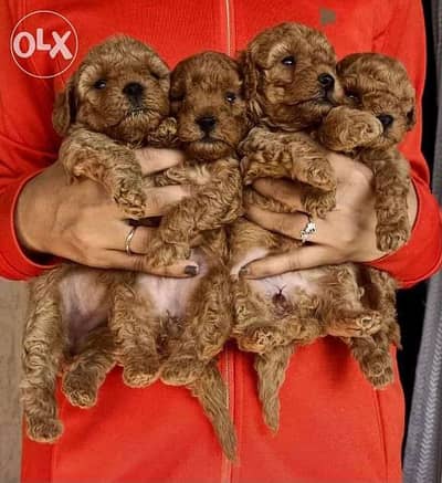 Puppis poodle local and import