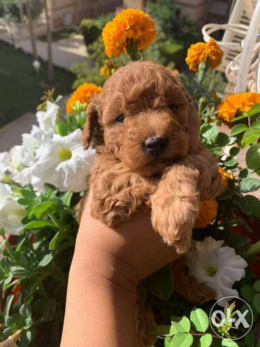 Puppis poodle local and import 2