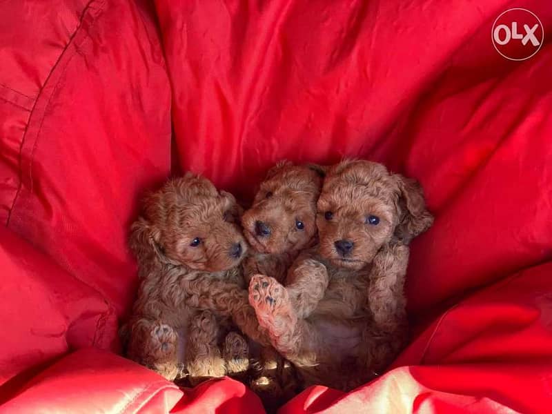 Puppis poodle local and import 1