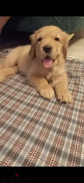 Golden retriever puppy 0