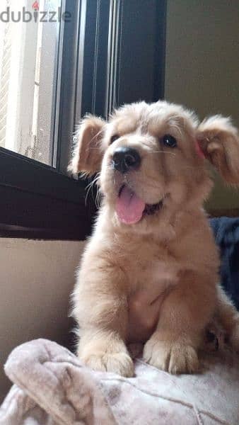 Golden retriever puppy 2