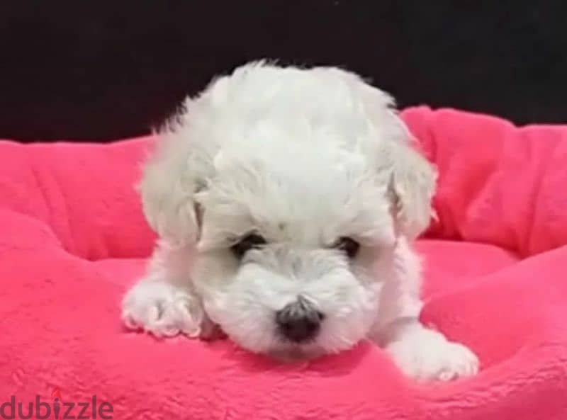 Bichon frise girl from Russia 0