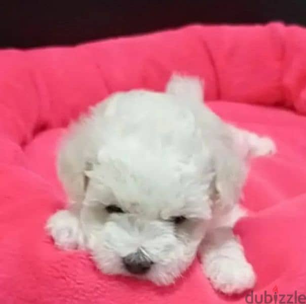Bichon frise girl from Russia 1