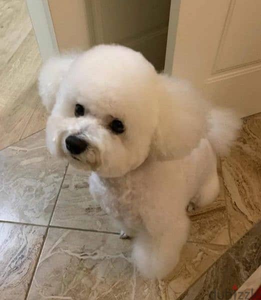 Bichon frise girl from Russia 3