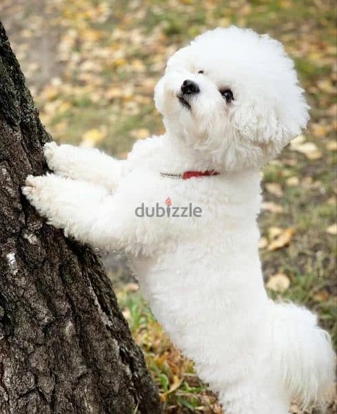 Bichon frise girl from Russia 4