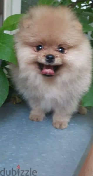 Mini Pomeranian Female From Russia Full documents 0