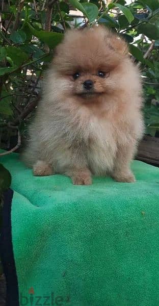 Mini Pomeranian Female From Russia Full documents 1