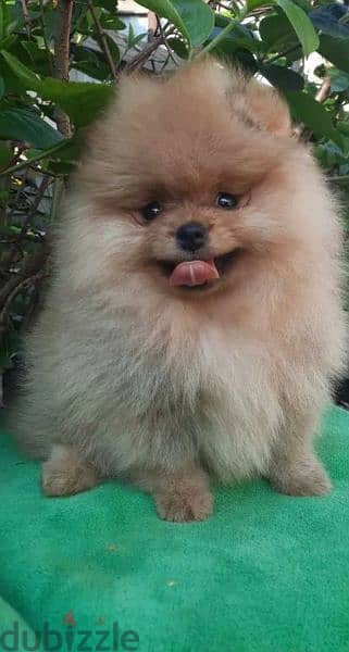 Mini Pomeranian Female From Russia Full documents 2