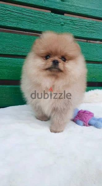 Mini Pomeranian Female From Russia Full documents 3