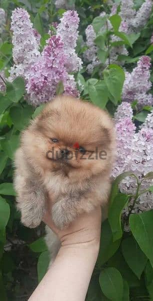 Mini Pomeranian Female From Russia Full documents 4