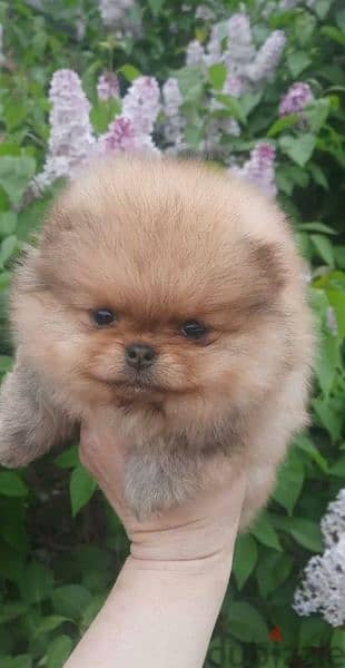 Mini Pomeranian Female From Russia Full documents 5