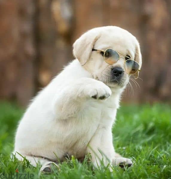 Fawn Labrador retriever puppies Boys from Russia 2