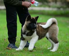 American Akita puppies boys from Russia