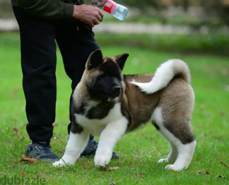 American Akita puppies boys from Russia 1