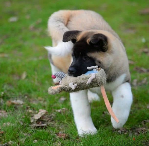 American Akita puppies boys from Russia 2