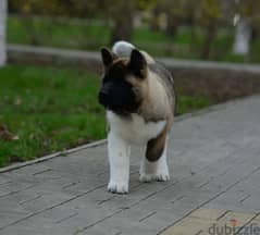 American Akita puppies boys from Russia 0