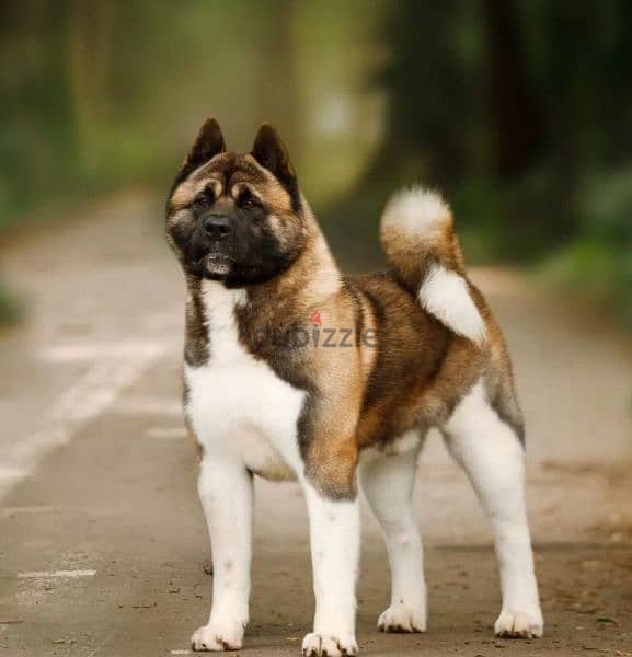 American Akita puppies boys from Russia 3