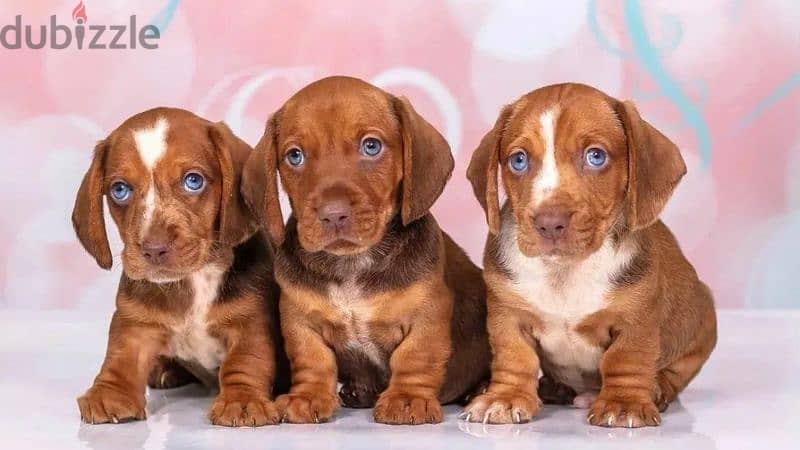 Dachshund standard blue eyed boy from Russia 0