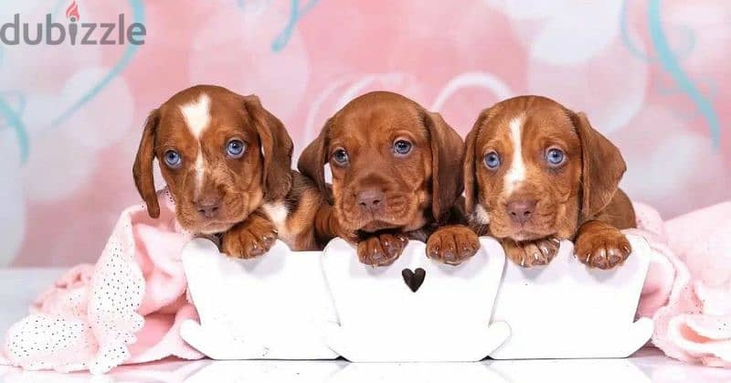 Dachshund standard blue eyed boy from Russia 1