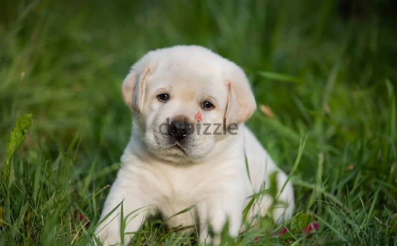Imported Labrador puppies From Russia 0