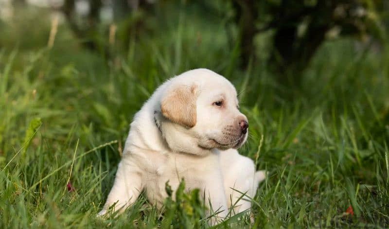 Imported Labrador puppies From Russia 2
