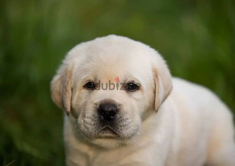 Imported Labrador puppies From Russia 3
