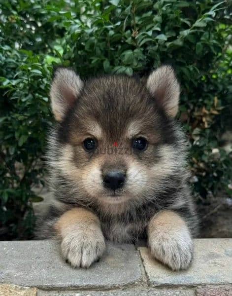 pomsky puppy Male from Russia 1