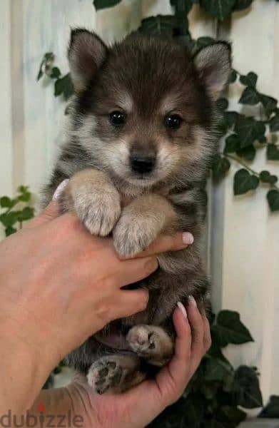 pomsky puppy Male from Russia 2