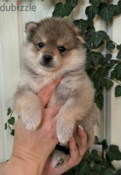 pomsky puppy Male from Russia 3