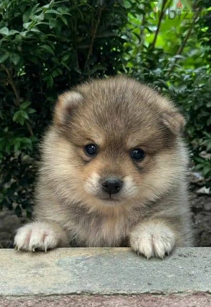pomsky puppy Male from Russia 0