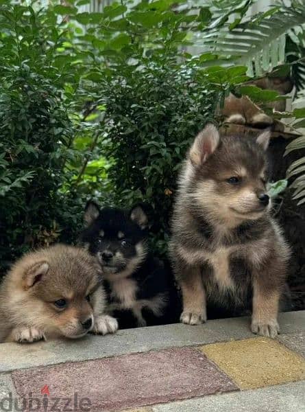 pomsky puppy Male from Russia 4