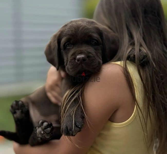 Labrador chocolate puppy Male from Russia 2