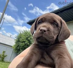 Labrador chocolate puppy Male from Russia 0