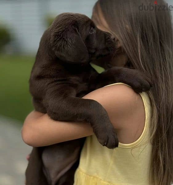 Labrador chocolate puppy Male from Russia 3