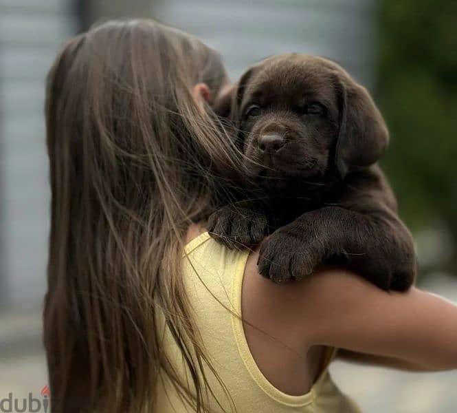 Labrador chocolate puppy Male from Russia 4